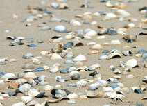 Landscape postcards | Seashells on the beach postcard