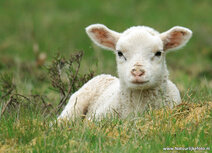 Animal postcards | Lamb postcard Animal postcards | Lamb postcard