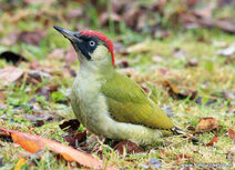 Bird postcards | Green woodpecker postcard