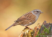 Songbird postcards | Dunnock postcard