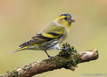 Songbird postcards | Eurasian siskin postcard