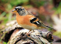 Songbird postcards | Brambling postcard