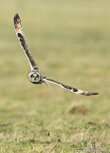 Owl postcards | short eared owl postcard
