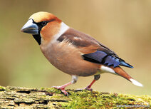 Songbird postcards | Hawfinch postcard
