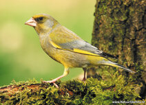 Songbird postcards | European greenfinch postcard