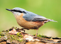Songbird postcards | Eurasian nuthatch postcard