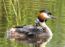 Waterbird postcards | Grebe with young postcard Waterbird postcards | Grebe with young postcard