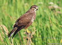 Raptor postcards | Common buzzard postcard Raptor postcards | Common buzzard postcard
