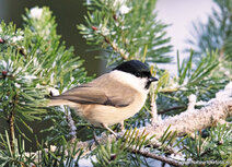 Songbird postcards | Marsh tit postcard