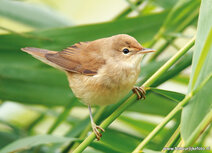 Songbird postcards | Marsh warbler postcard