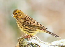Songbird postcards | Yellowhammer postcard