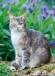 Cat postcards | cat with flowers postcard Cat postcards | cat with flowers postcard