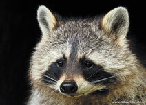 Zoo postcards | raccoon postcard Zoo postcards | raccoon postcard