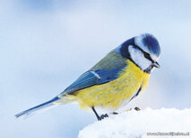 Songbird postcards | Eurasian blue tit postcard