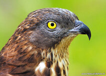 Raptor postcards | European honey buzzard postcard Raptor postcards | European honey buzzard postcard