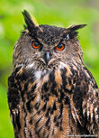 Owl postcards | Eurasian eagle owl