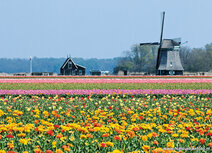 Mill postcards | Mill O-T postcard Mill postcards | Mill O-T postcard