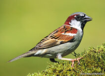 Songbird postcards | House sparrow postcard