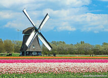 Mill postcards | Mill O-T postcard Mill postcards | Mill O-T postcard
