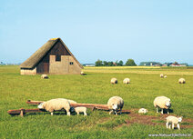 Landscape postcards | Sheep farm on Texel postcard