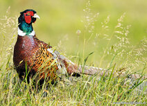 Wildlife postcards | common pheasant postcard