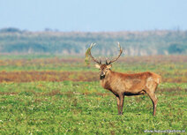 Wildlife postcards | red deer postcard Wildlife postcards | red deer postcard