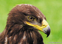 Raptor postcards | Golden eagle postcard Raptor postcards | Golden eagle postcard