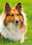 Dog postcards | Shetland sheepdog postcard Dog postcards | Shetland sheepdog postcard