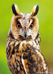 Owl postcards | long eared owl postcard