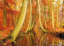 Autumn postcards | Twickelervaart postcard Autumn postcards | Twickelervaart postcard