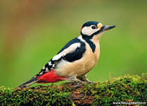 Songbird postcards | Great spotted woodpecker postcard