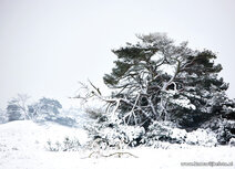 Winter on the Veluwe postcard Winter on the Veluwe postcard