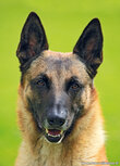 Dog postcards | Belgian shepherd dog postcard Dog postcards | Belgian shepherd dog postcard