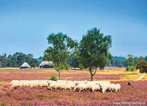 Animal postcards | Sheep on the moor postcard Animal postcards | Sheep on the moor postcard