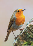 Songbird postcards | Robin postcard