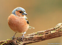Songbird postcards | Common chaffinch postcard