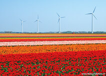 Mill postcards | Windmills with tulips postcard Mill postcards | Windmills with tulips postcard