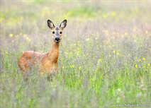 Wildlife postcards | deer postcard Wildlife postcards | deer postcard