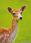 Wildlife postcards | fallow deer postcard Wildlife postcards | fallow deer postcard