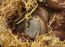 Zoo postcards | orang utan postcard