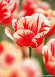 Flower postcards | Tulip postcard Flower postcards | Tulip postcard