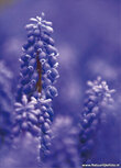 Flower postcards | Grape hyacinths postcard Flower postcards | Grape hyacinths postcard