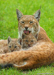 Zoo postcards | lynx postcard