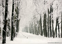 Winters lane the Veluwe postcard Winters lane the Veluwe postcard