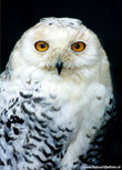 Owl postcards | snow owl postcard
