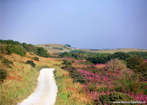 Landscape postcards | Dunes of Ameland postcard