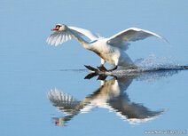 Waterbird postcards | Mute swan postcard