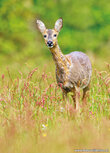 Wildlife postcards | Deer postcard Wildlife postcards | Deer postcard