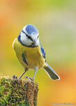 Bird postcards | Eurasian blue tit postcard