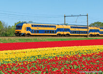 Railway postcards | NS train with tulips postcard Railway postcards | NS train with tulips postcard